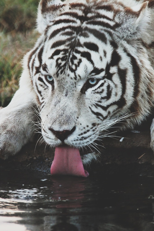white tigers tumblr