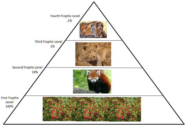Food Web & Trophic Pyramid